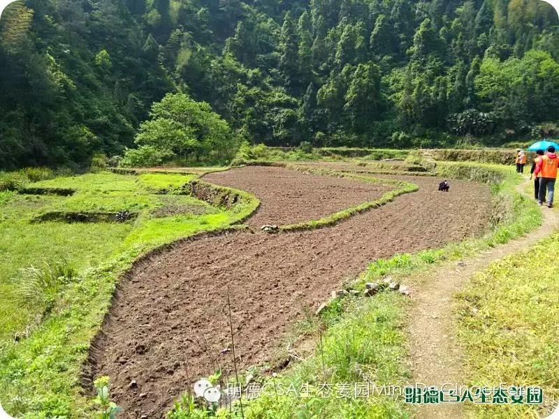 明德CSA生态姜园 浙江仙居仁庄村“七不”小黄姜基地介绍