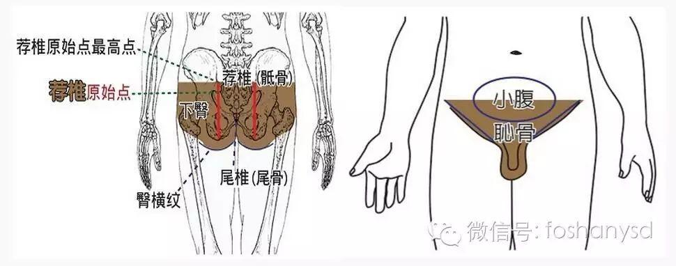 各部位原始点位置及其涵盖范围 (肩部 荐椎部)