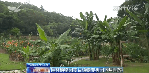 带你看姜目园 厦门市园林植物园姜目植物区 惊艳！300多种姜目植物争相开放