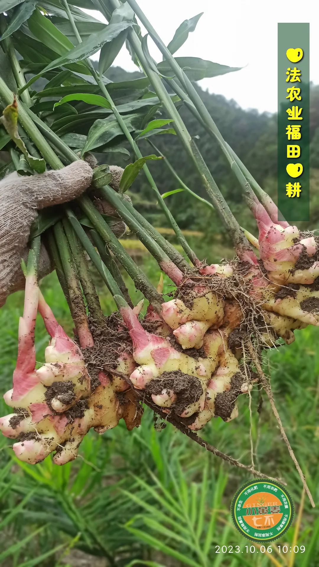 10月11月七不姜七不水稻秋收季！ 明安农业优惠 促销 折扣 送礼