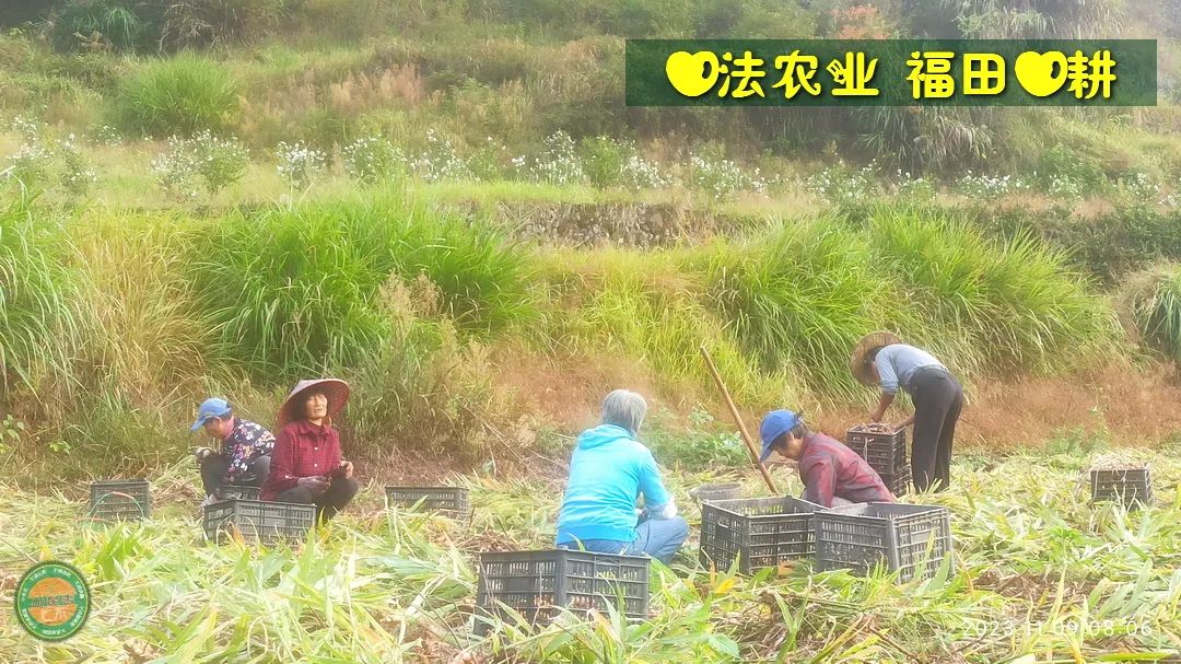 10月11月七不姜七不水稻秋收季！ 明安农业优惠 促销 折扣 送礼